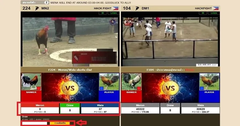 คําแนะนําในการเดิมพันไก่ชน ไก่ชนสด x5bet 